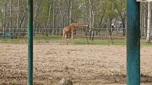 🐒Сафари-Парк Бэйдайхэ