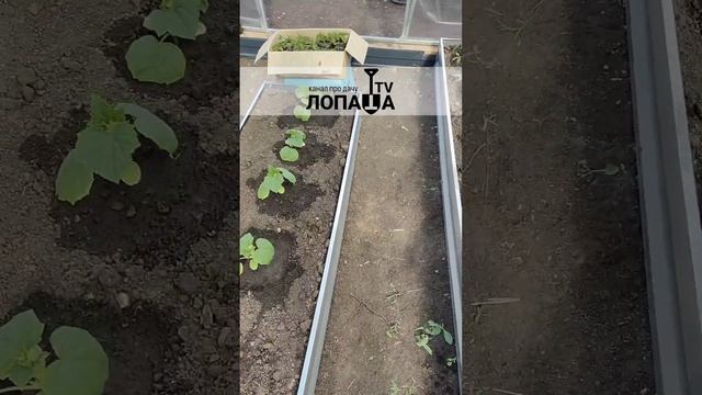 сетка для теплицы 3х6 высота 2,5 м затененность 55% - жела? смотреть онлайн