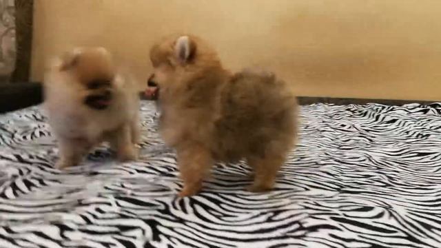 Девочки Шпица 1.12.2019 смотреть онлайн