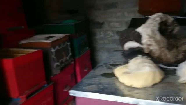 Пчеловодство. Зима продолжается, 13.03.21. смотреть онлайн