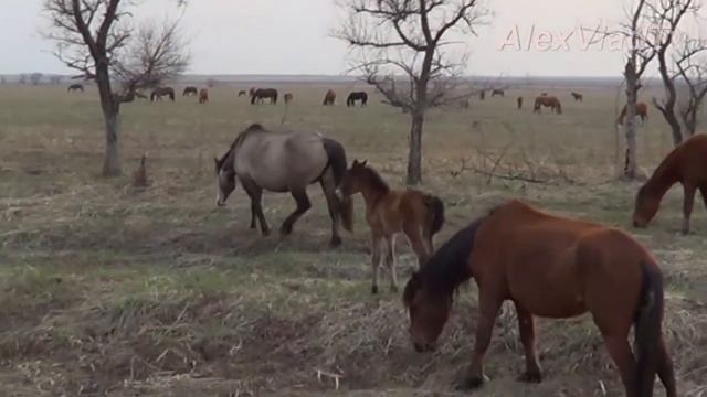 Кони, лошади . Табун. Horses, herd. смотреть онлайн