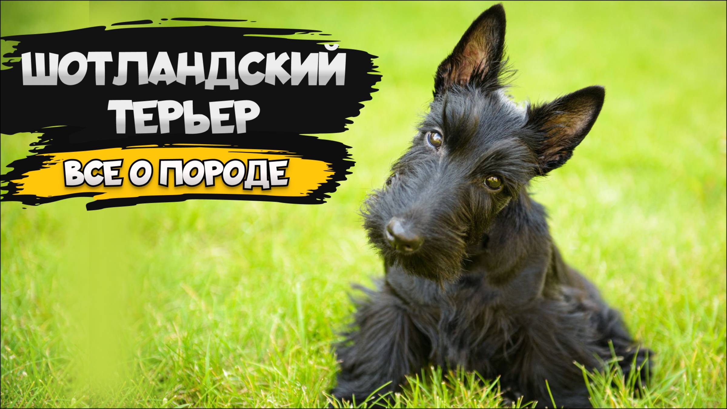 Шотландский терьер - Все о породе собаки | Собака породы шотландский терьер