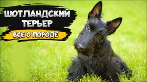 Шотландский терьер - Все о породе собаки | Собака породы шотландский терьер