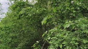 Керчь. Прогулка по оврагу районе В.Солнечного 18.05.25