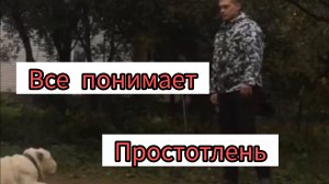 Английский бульдог, начало дрессировки.#дрессировкасобаки #английскийбульдог #место
