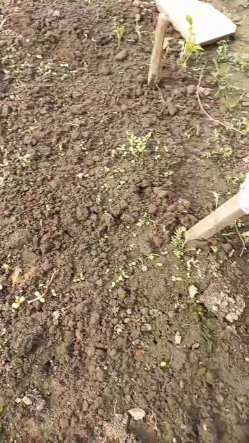 через интернет больше семена закпзывать небуду. смотреть онлайн