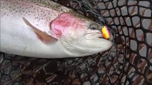 Поимки форели до запуска. Спорт-зона. Клёвое место Лосиный остров.