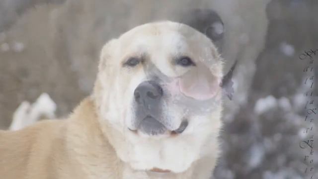 РОККИ 2 смотреть онлайн