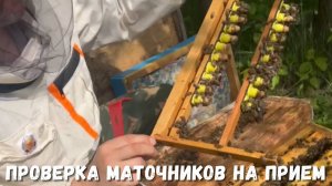 Проверка маточников: ключевые шаги для успешного пчеловодства!