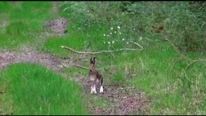 Заяц дорожник . Русская гончая Аргон вл. Шатров В.А.#охотасгончей#собака #животные #топ #hunting