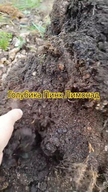 Голубика Пинк Лимонад в Рязанской области... смотреть онлайн