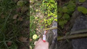 Секатор садовый Chikamasa PS 7G после месяца эксплуатации,те