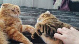 Неугомонная бабушка Луняша