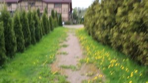 Как московские сторожевые овчарки вывели меня с ними погулять
