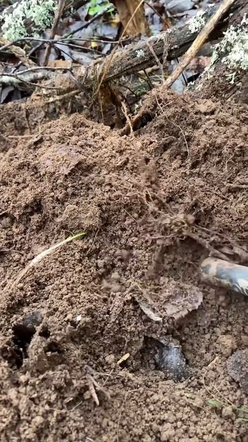 Находка ч.339🔥🔥 #леснойскобарь#2024 #коп#металлоискател смотреть онлайн