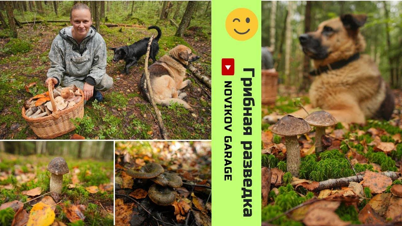 Грибная разведка 01 сентября 2024. Всеволожский район. смотреть онлайн