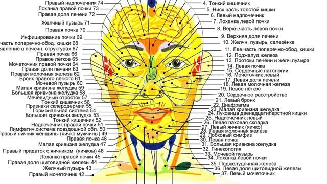 👨🧑🦰 Лицо - это зеркало внутренних органов человек смотреть онлайн