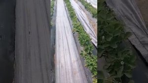 Укрываем междурядье