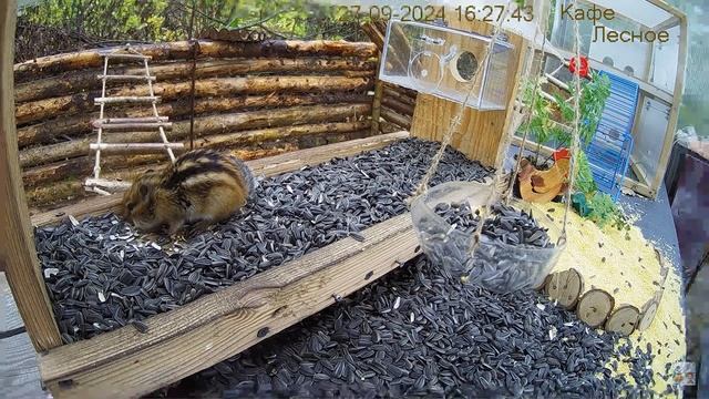 Очень мокрый бурундук набивает свой сундук Wet chipmunk in the смотреть онлайн