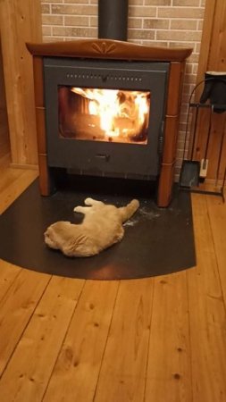 Котик болдеет.