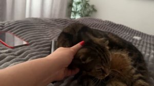 🐯Я НА ЧАСИК ЛЕГЛА ОТДОХНУТЬ И ЧЕССИ РЯДОМ.ПИШИТЕ САОИ КОММЕНТАРИИ : чем вы кормите своего питомца?