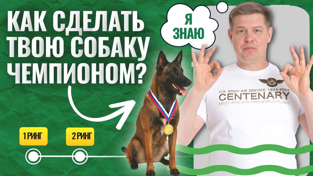 Щенок малинуа поразил судей! Триумф на выставке в Крокус Экспо смотреть онлайн