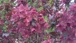 сакура,apple 🍏🍏🍏 tree's and spring flowers 🌼 🌼 🌼 🌼 🌼 🌼 😍 весенние цветы яблони,яблоки