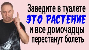 Заведите это растение в туалете - из дома уйдёт порча, а вы перестанете болеть