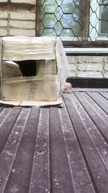 Домик для котейки