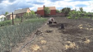 ЖИВЕМ В ДЕРЕВНЕ!!РАСЦВЕТАЮТ ПИОНЫ!!КОПАЮ ЯМЫ ПОД  ТРУБЫ!!МОРОЗ КОЕ-ЧТО ОСТАВИЛ НА ДЕРЕВЬЯХ!!