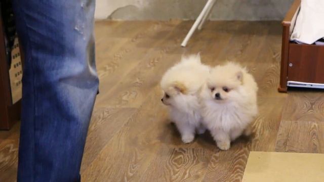 шпицы мальчики смотреть онлайн