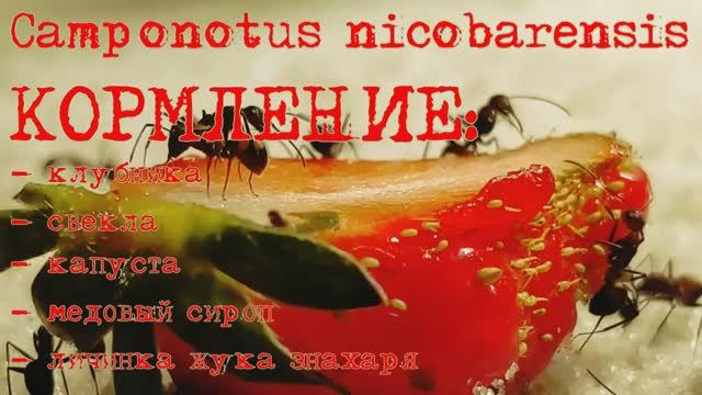 Camponotus nicobarensis (кампонотус никобаренсис) кормление смотреть онлайн