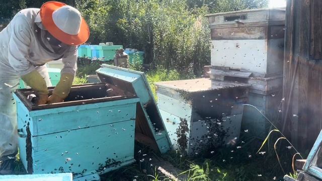 Рой привился в пустые лежаки . смотреть онлайн