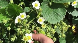 ЦВЕТЁТ КЛУБНИКА: БОРНАЯ КИСЛОТА - ГЛАВНЫЙ СЕКРЕТ УРОЖАЯ КЛУБНИКИ Важный компонент для щедрого урожая
