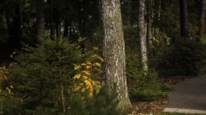 Обзор растений в Скандинавском саду от Петра Лари.