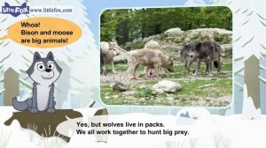 Meet the Animals 6 _ Gray Wolf _ Wild Animals _ Little Fox _ Animated Stories fo