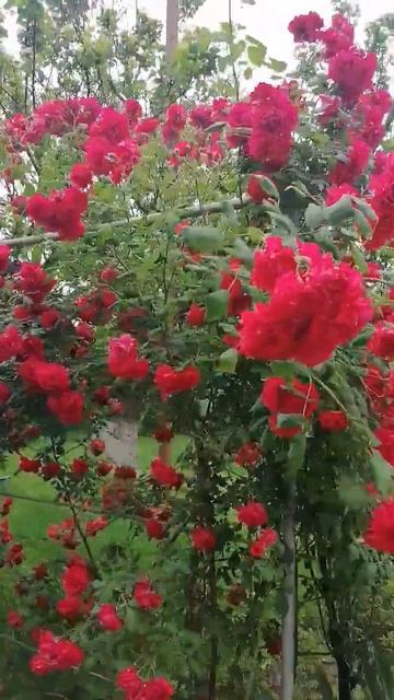 Краснодарские Розы🌺🌺😀