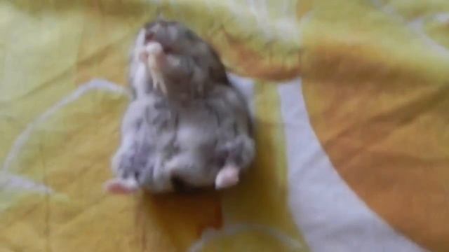 Хомяк точит курятину смотреть онлайн