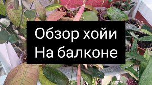 обзор хойи на балконе