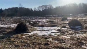 Копаем империю в январе, коп с эквинокс 900