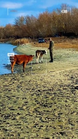 Милота 🐄😌  #рыбалка #теленок #природа