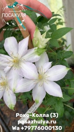 🌸Клематис Роко-Кола крупноцветковый (3)🌸
Clematis Roko-Kolla
