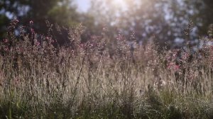 Звуки природы Утренняя роса.