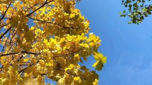 🍁ЛИСТЬЯ ЖЕЛТЫЕ 🍁,над городом кружатся» Песни Осени 2