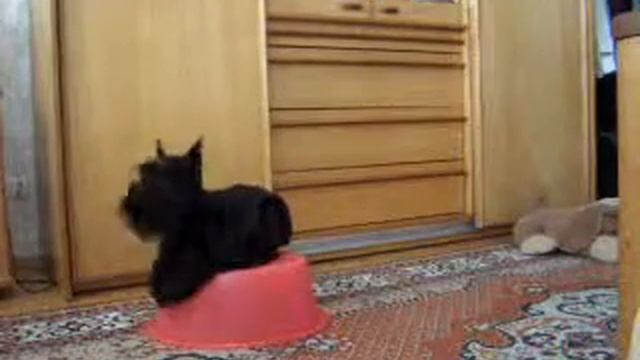 Тумбочка, лежать, зайчик смотреть онлайн