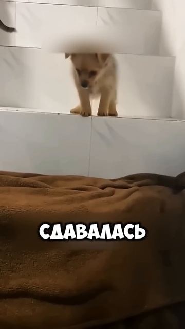 кошка учила щенка спускаться по лестнице 💔🐶🐈 #живо? смотреть онлайн