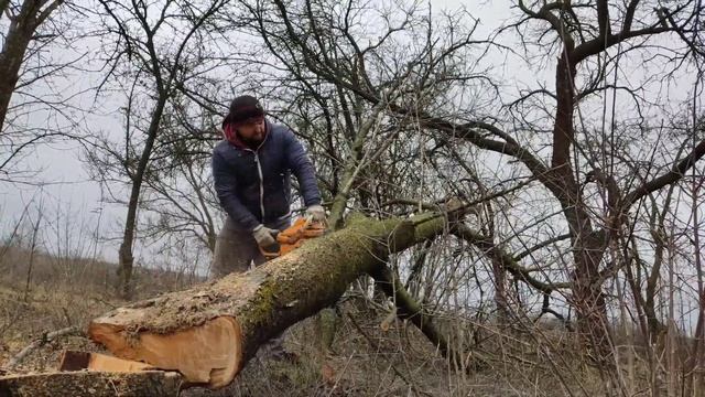 Бензопила Тайга 214 & суха черешня , чистимо сад . ✓2 смотреть онлайн