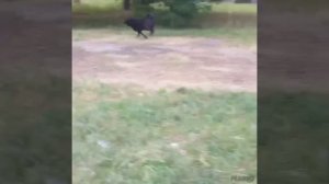 Они ждали людей,чтобы им помогли выжить. 
Щенки,выросшие в взрослых собак.