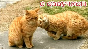 Приколы с котами! С ОЗВУЧКОЙ! Смешные коты и собаки! Смешные видео про животных! УГАР до слез!