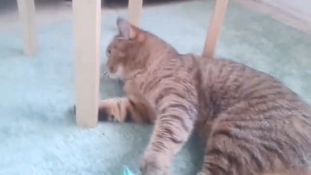 Полотенце не синие а зелёное 😄 смотреть онлайн